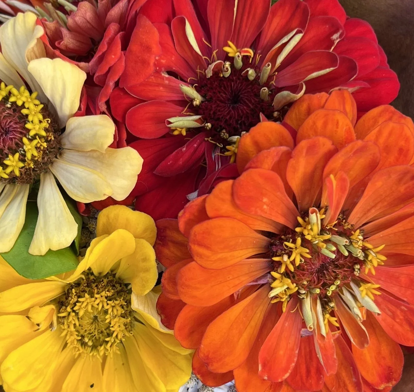 zinnia - red and gold mix.jpeg