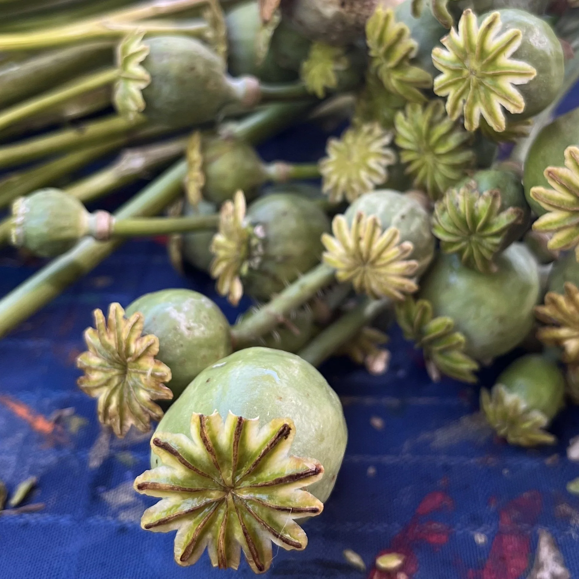 Poppy pods.jpeg