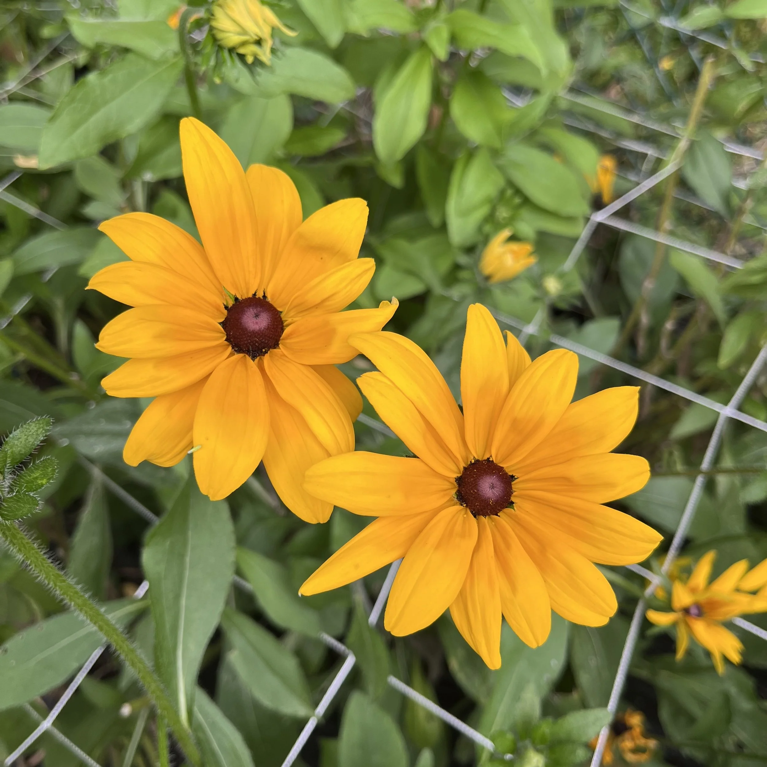 Rudbeckia - Hirta.jpeg