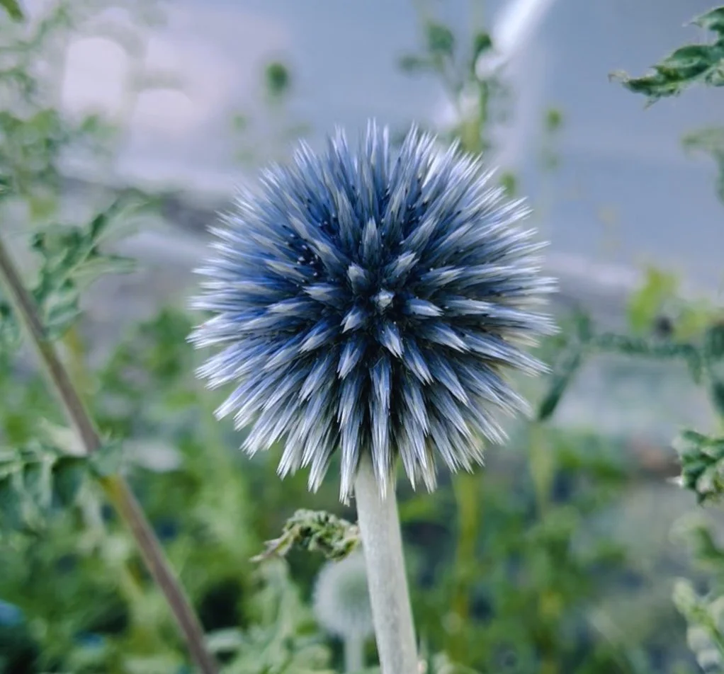 Seeds - Globe Thistle - Blue & Silver Mix