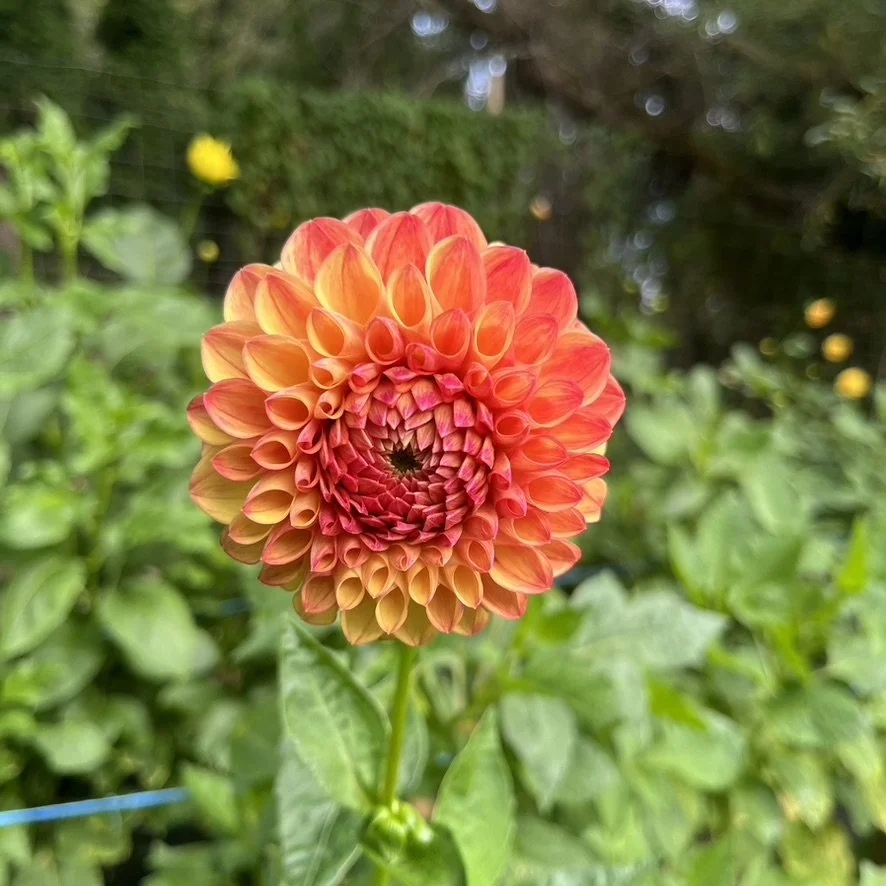 Dahlia - Cornel Bronze