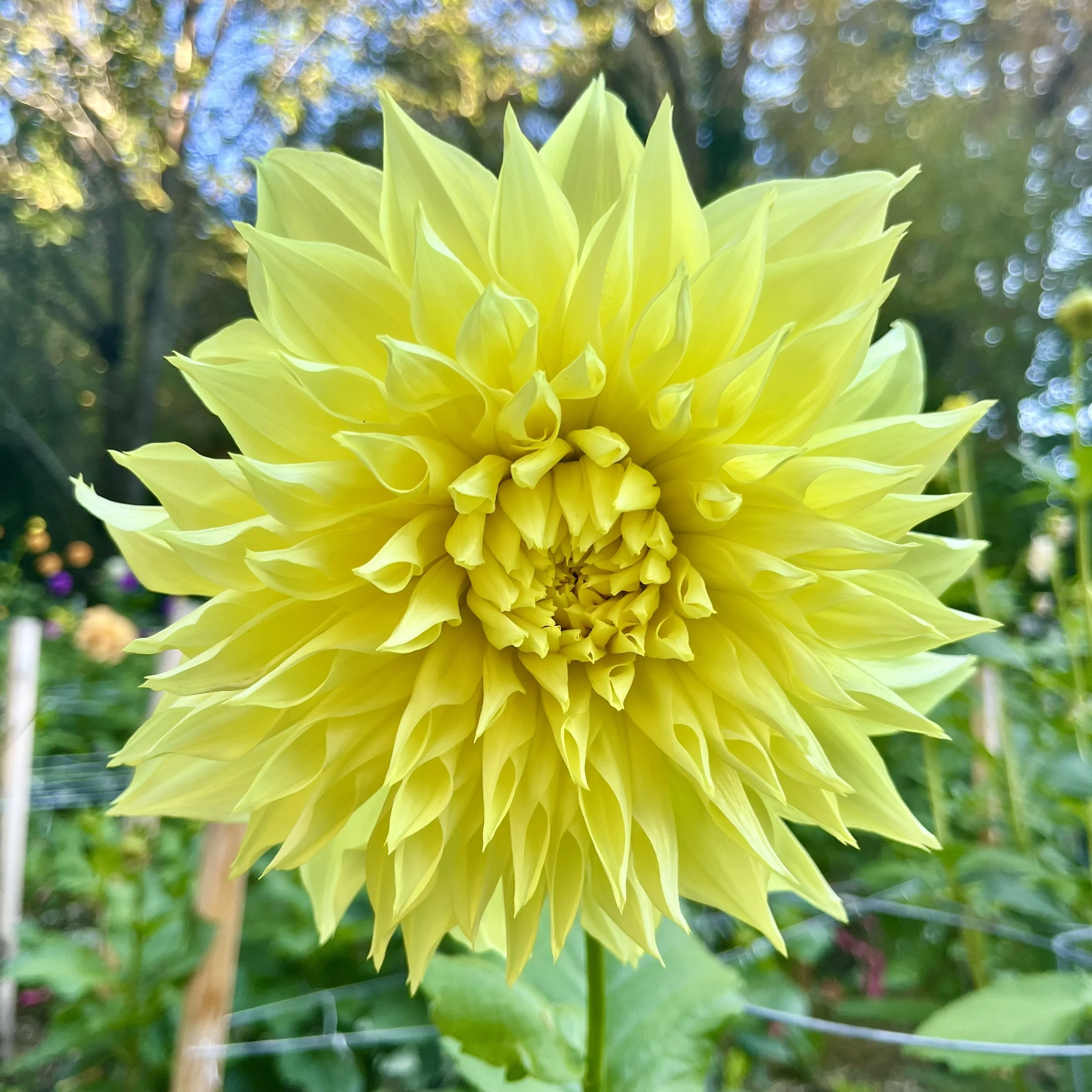 Dahlia - La Luna