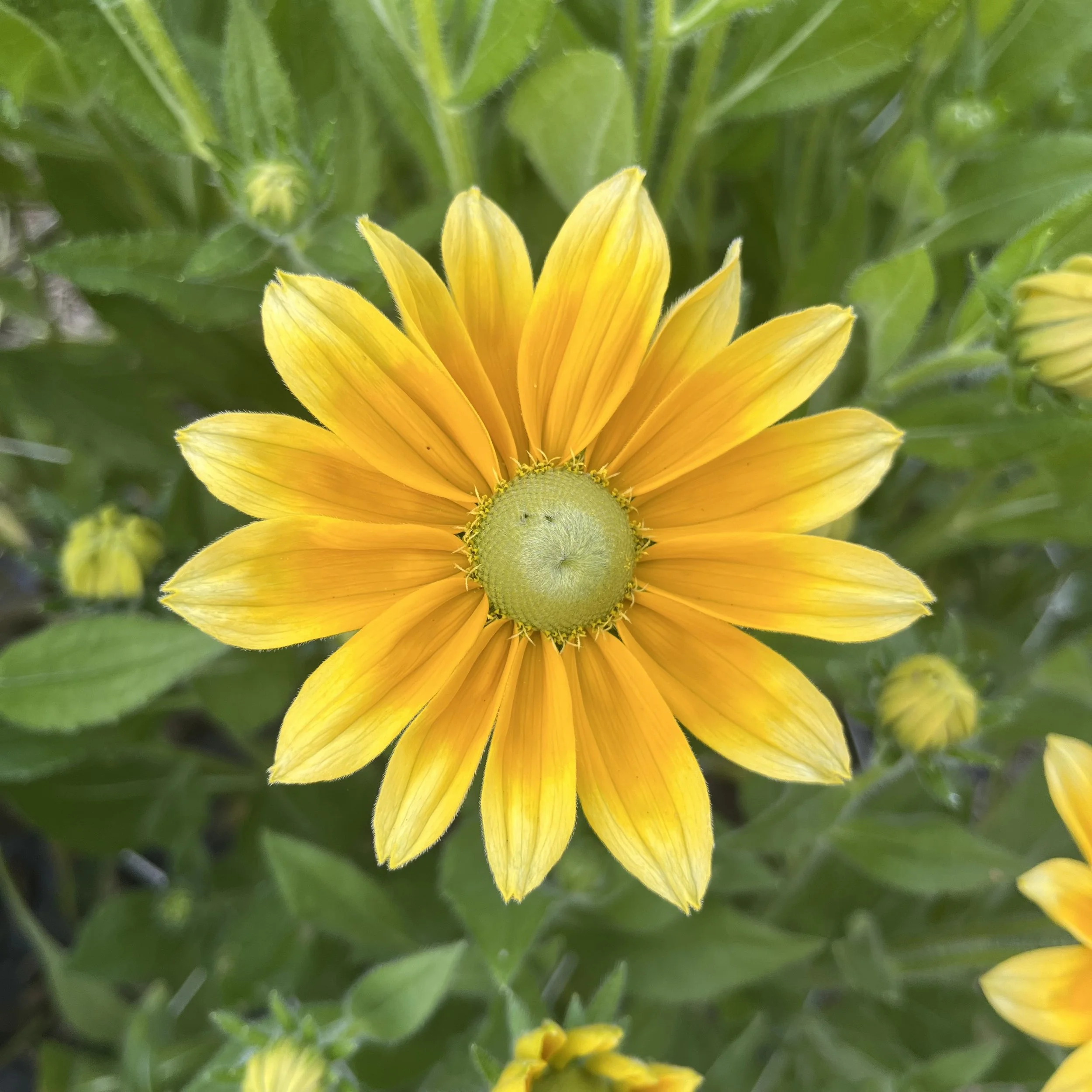 Rudbeckia - Prairie Sun single.jpeg