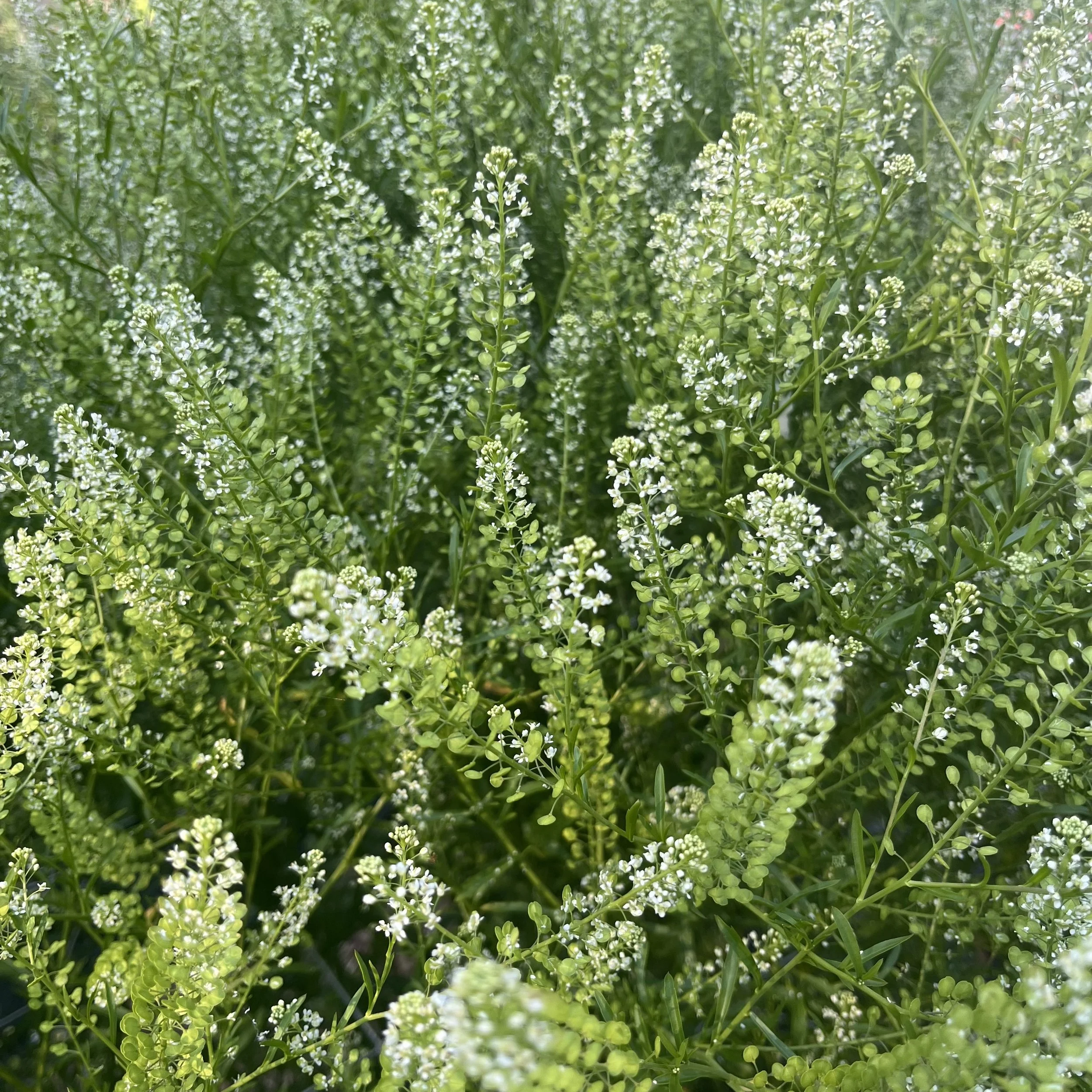 Seeds - Cress - Green Dragon