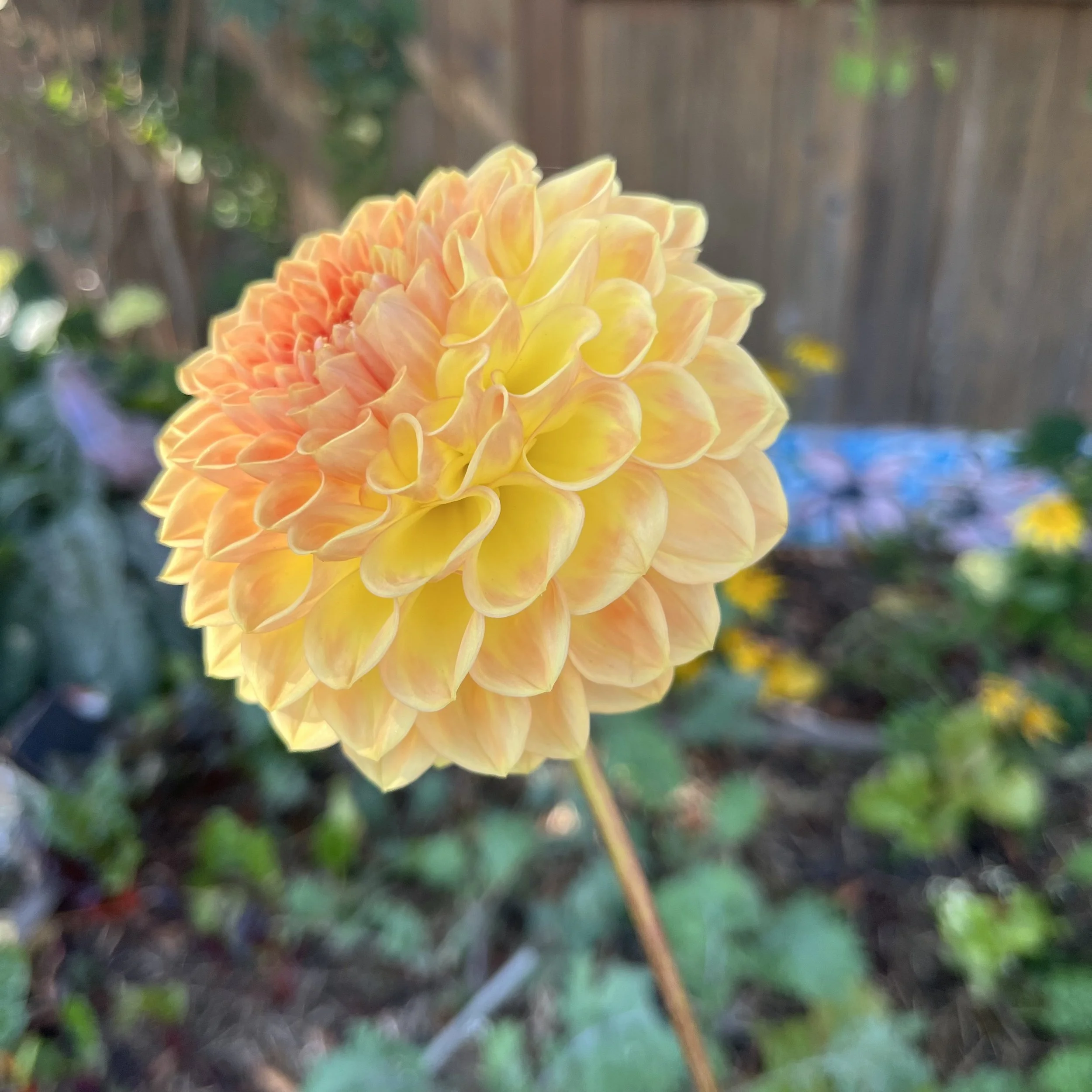 IMG_0689.jpeg