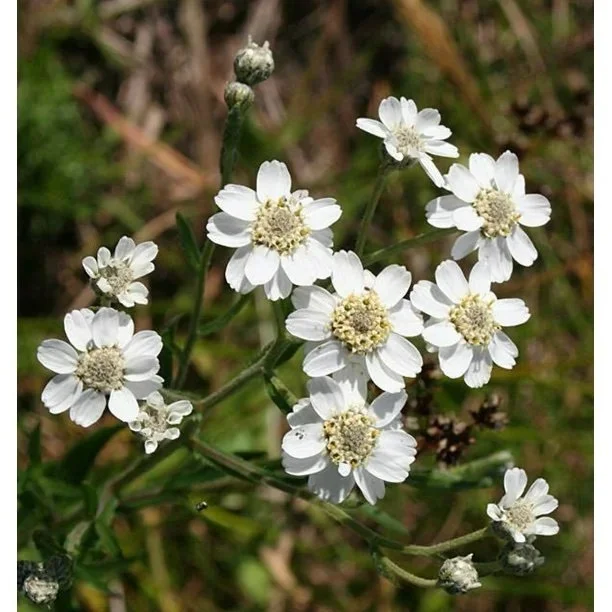 yarrow the pearl.jpeg