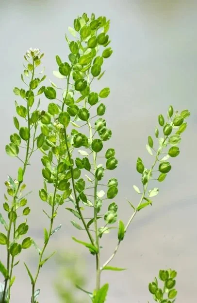 pennycress green pods.jpg