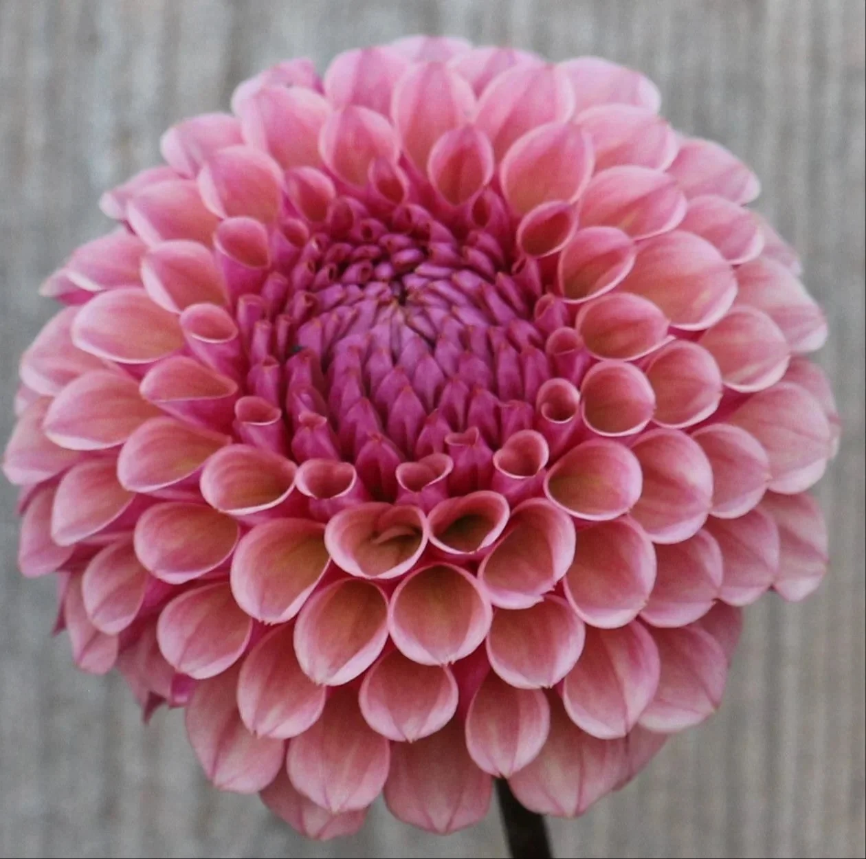 Bracken Rose.jpeg