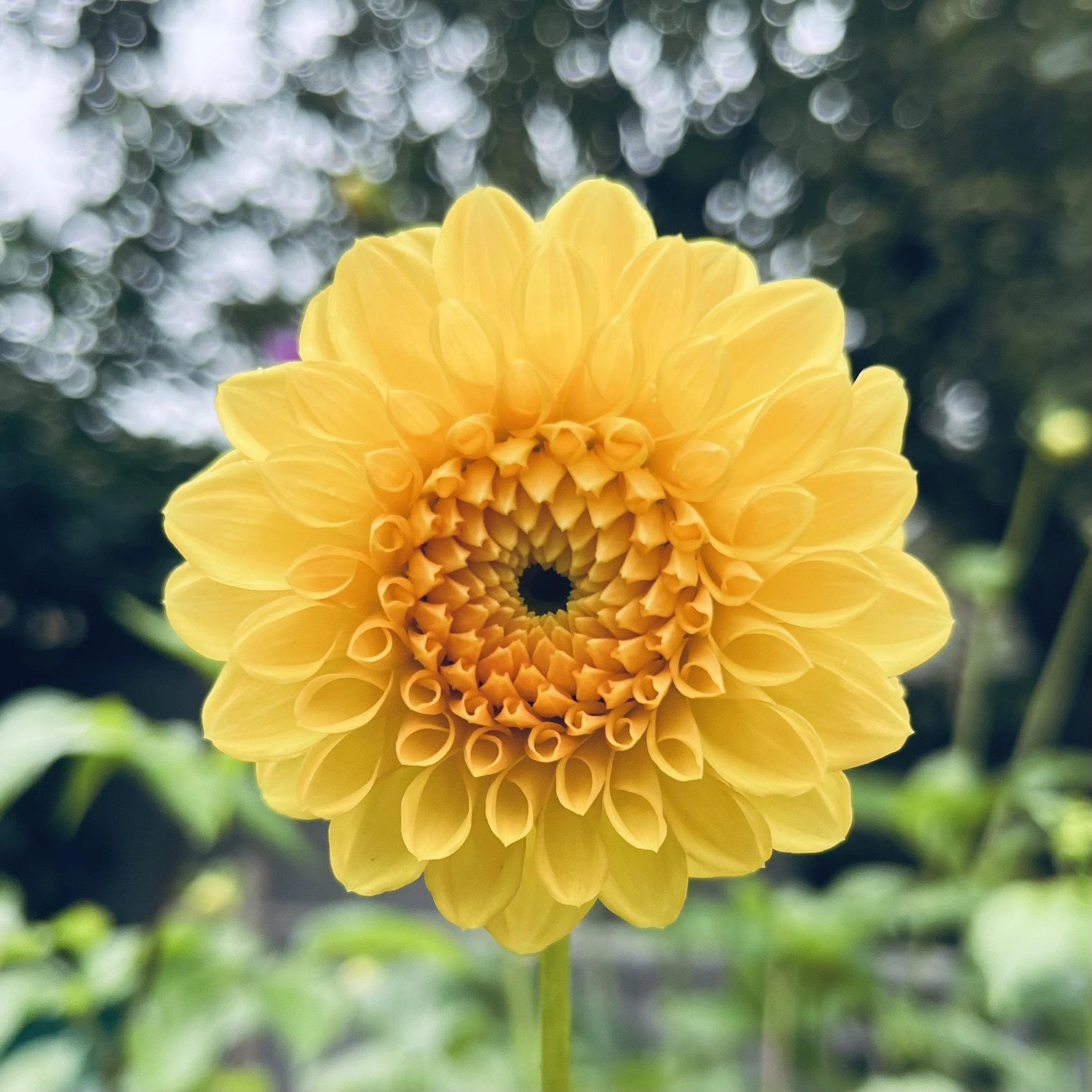 Dahlia - Golden Torch
