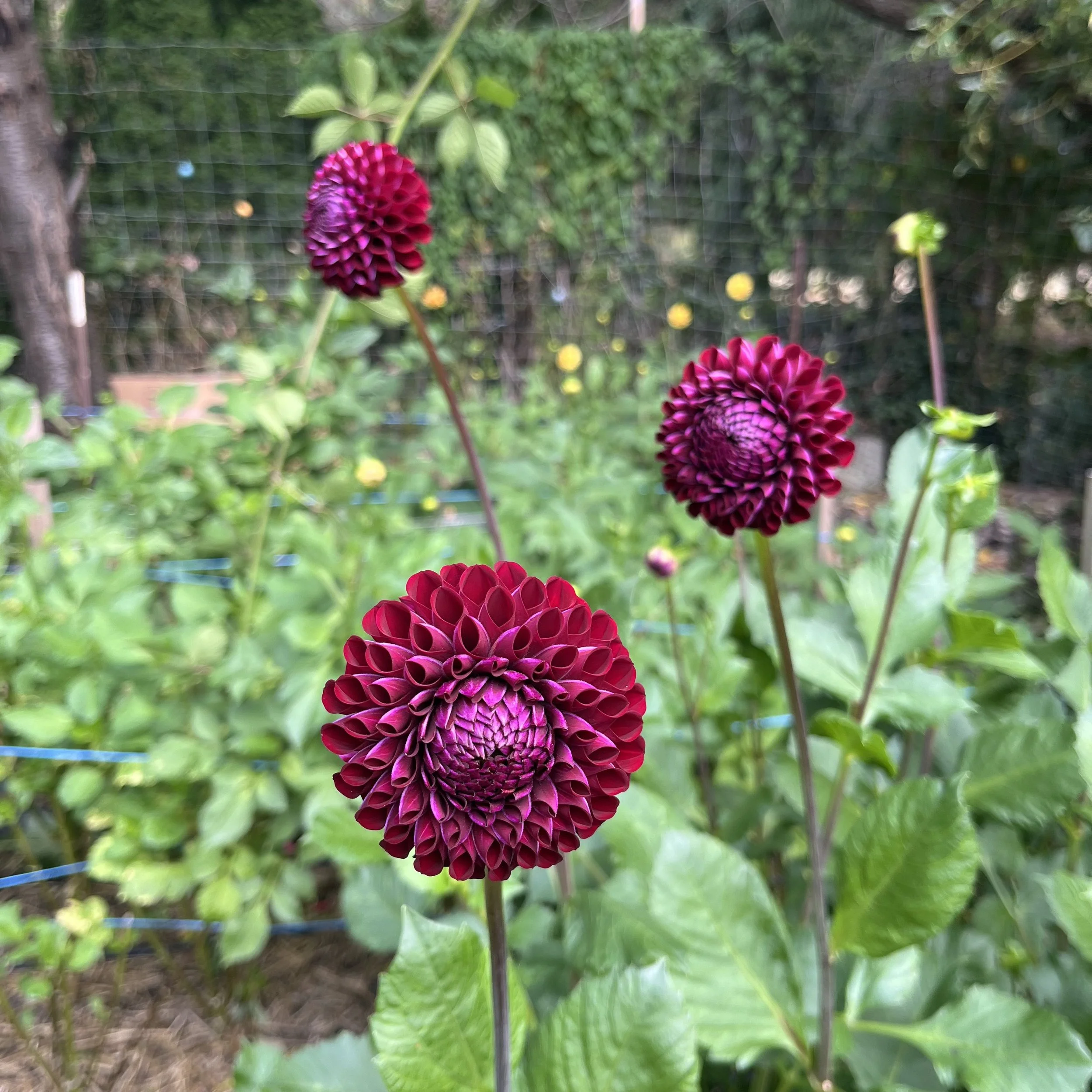 IMG_0410 2.jpeg