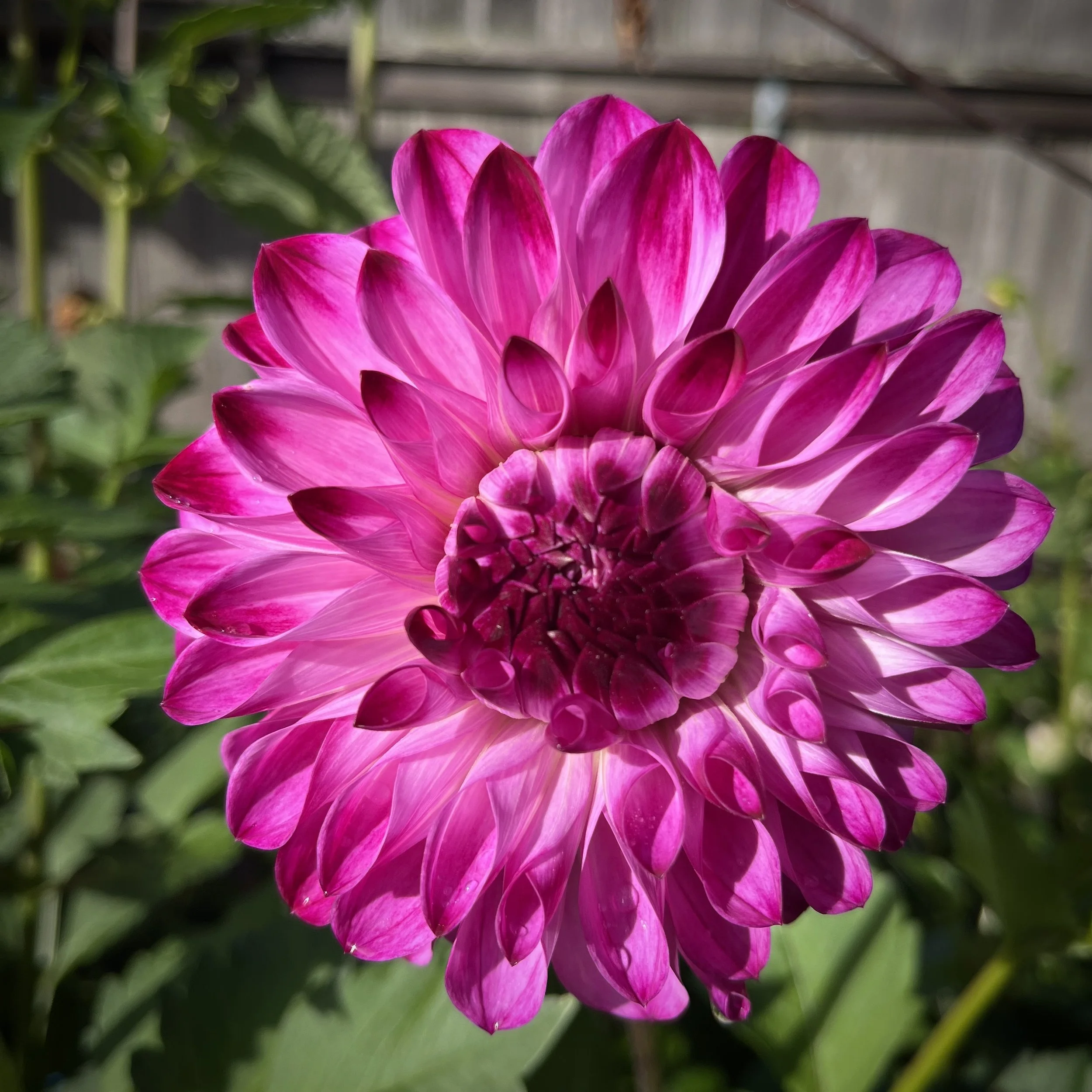 Dahlia - Bloomquist Vivian R