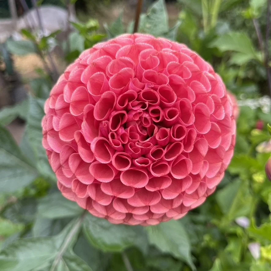 Dahlia - Ferncliff Rusty