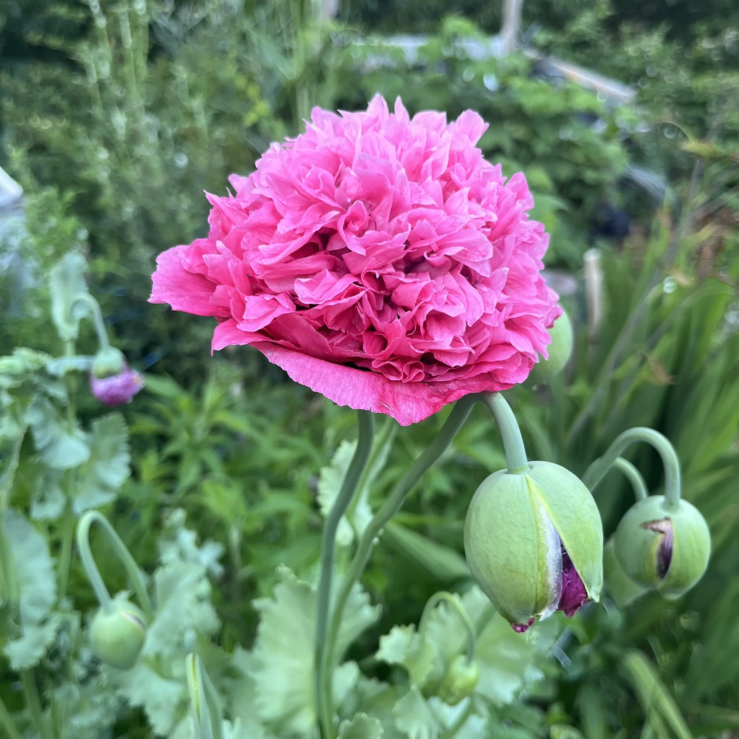 Poppy - Breadseed (Somniferum).jpeg