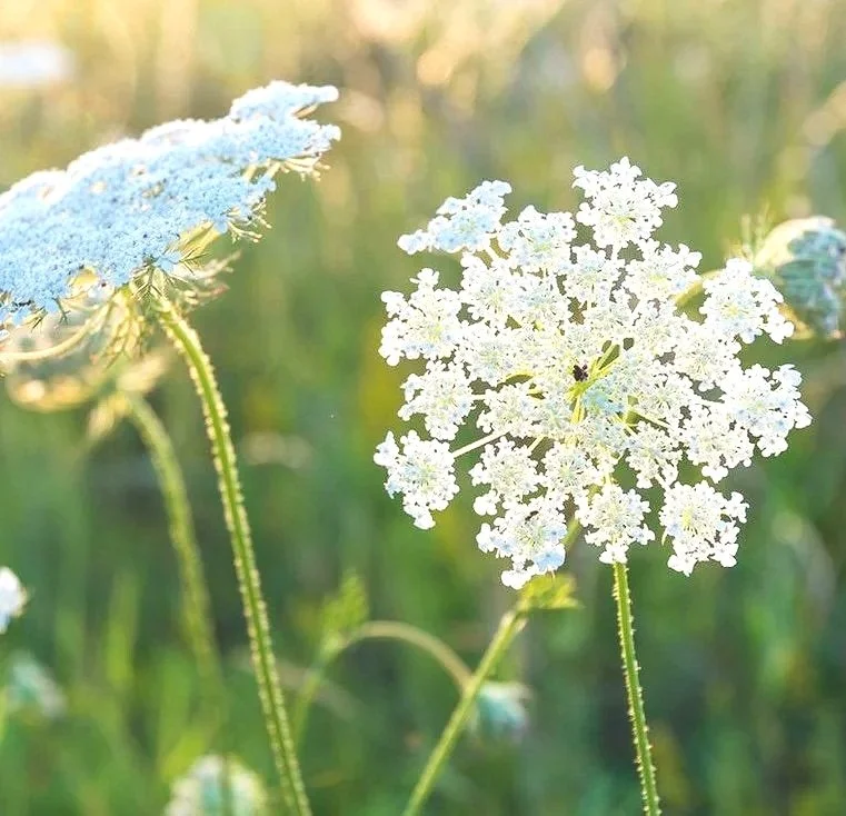 False+Queen+Anne%27s+Lace+-+Ammi.jpg