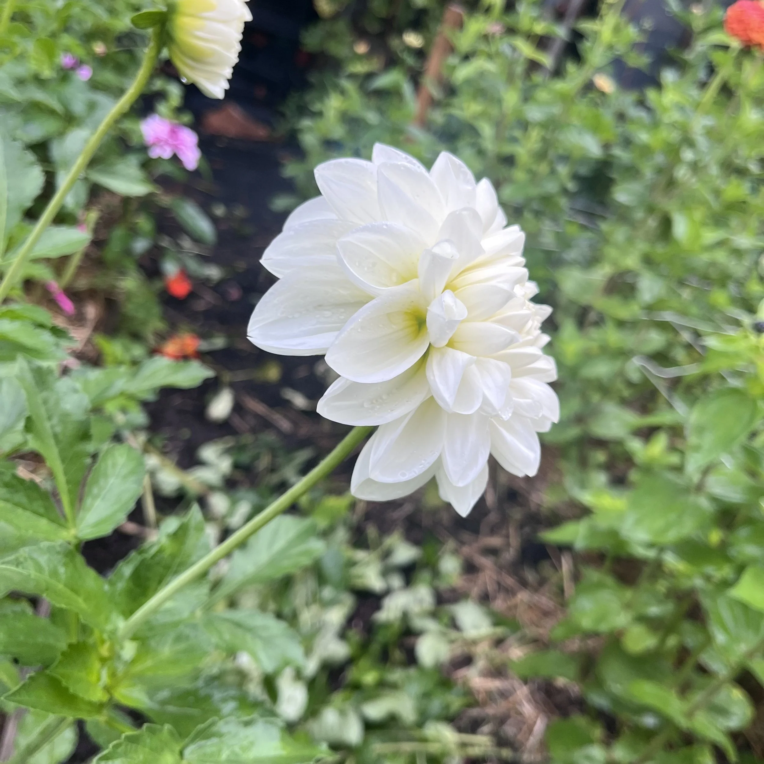 IMG_3581.jpeg