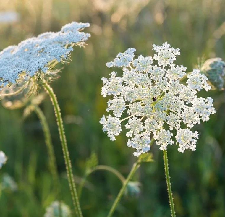 Seeds - False Queen Anne's Lace - Ammi