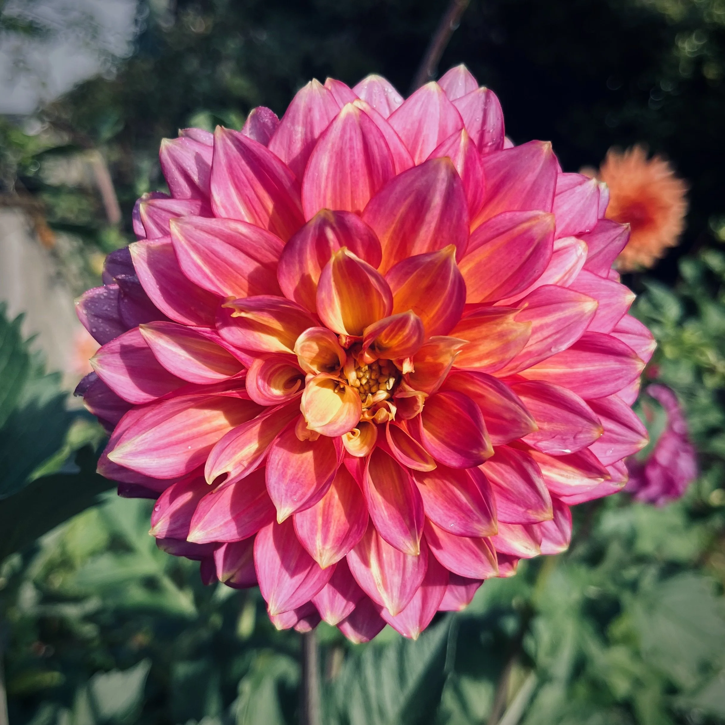 Dahlia - Bloomquist Mojo