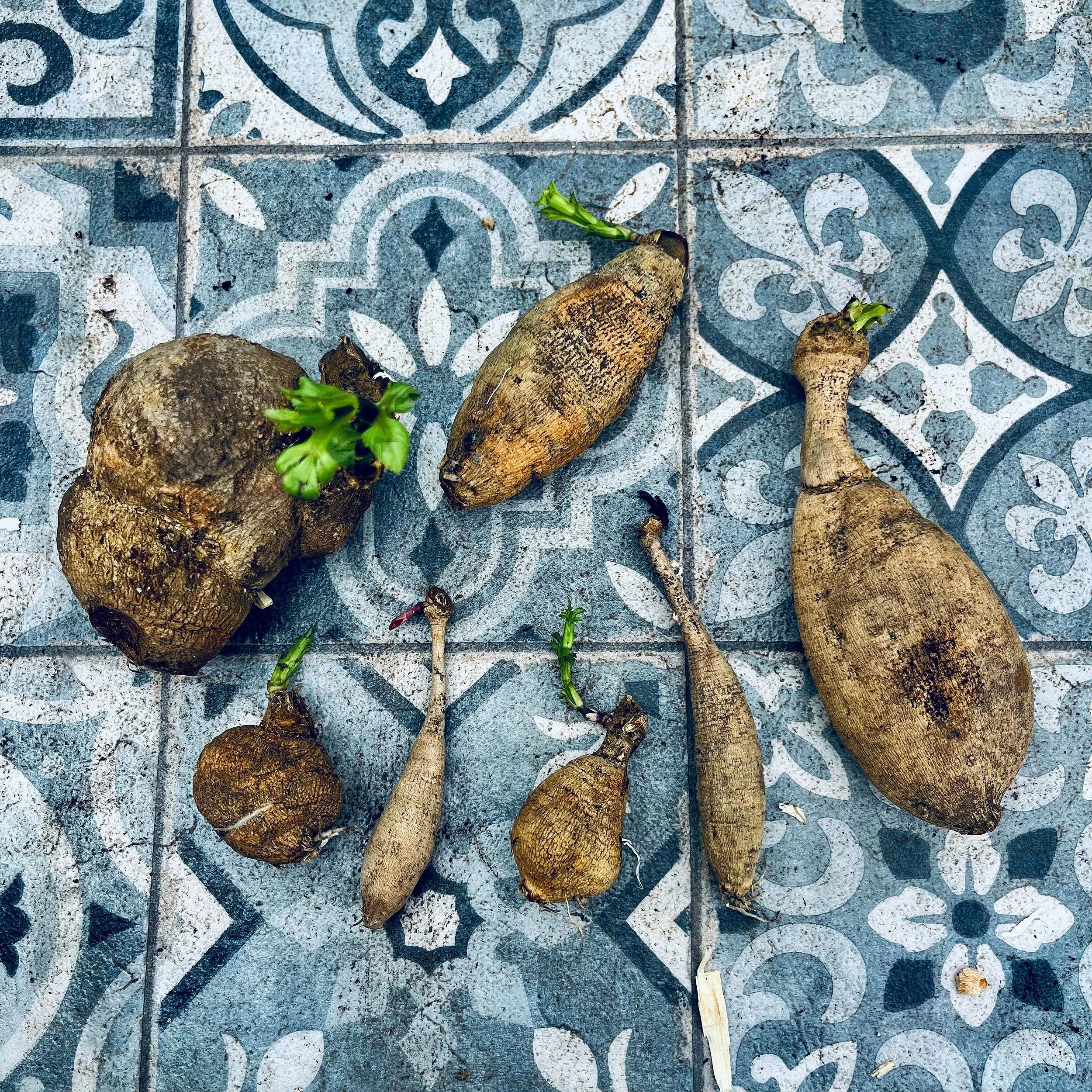 A collection of dahlia tubers on a counter.