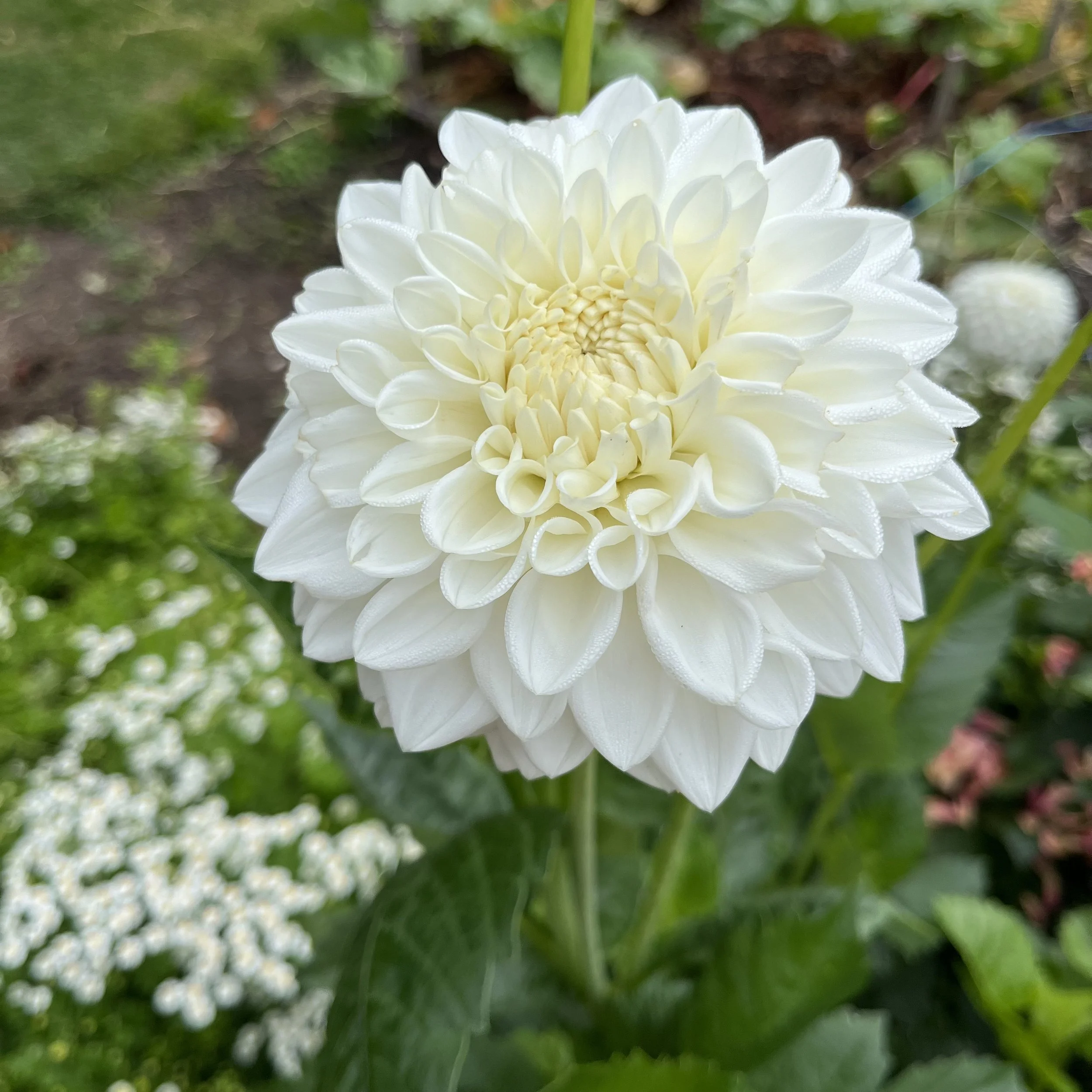 Dahlia - Blizzard
