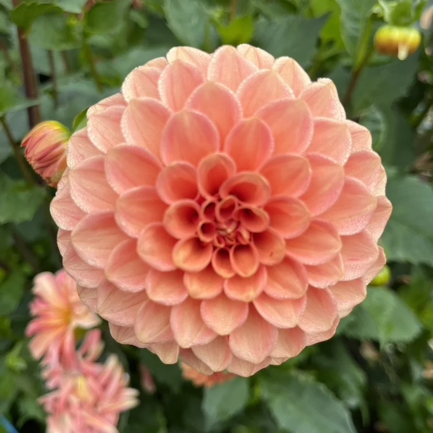 Dahlia - Rose Toscano