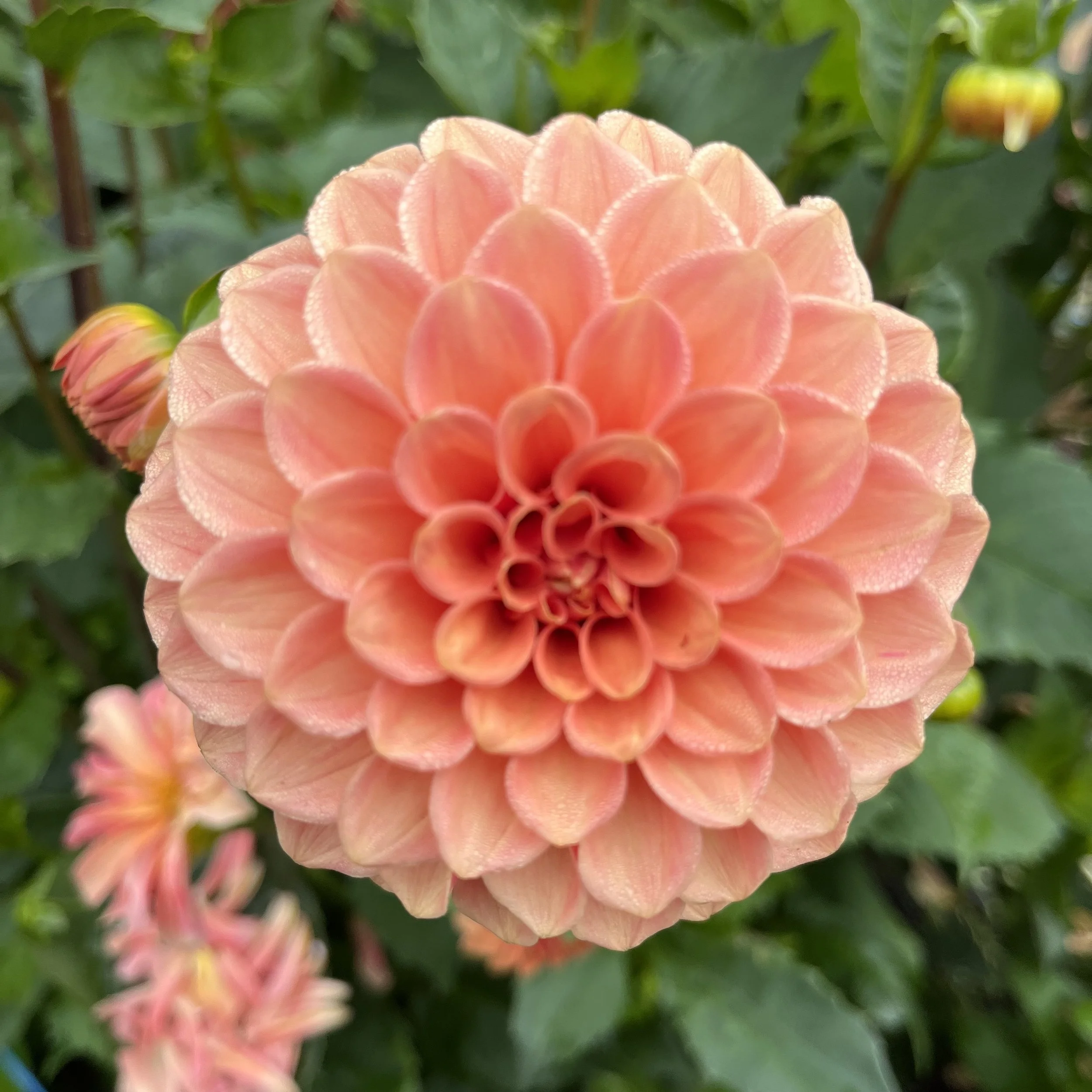 Dahlia - Bloomquist Alan