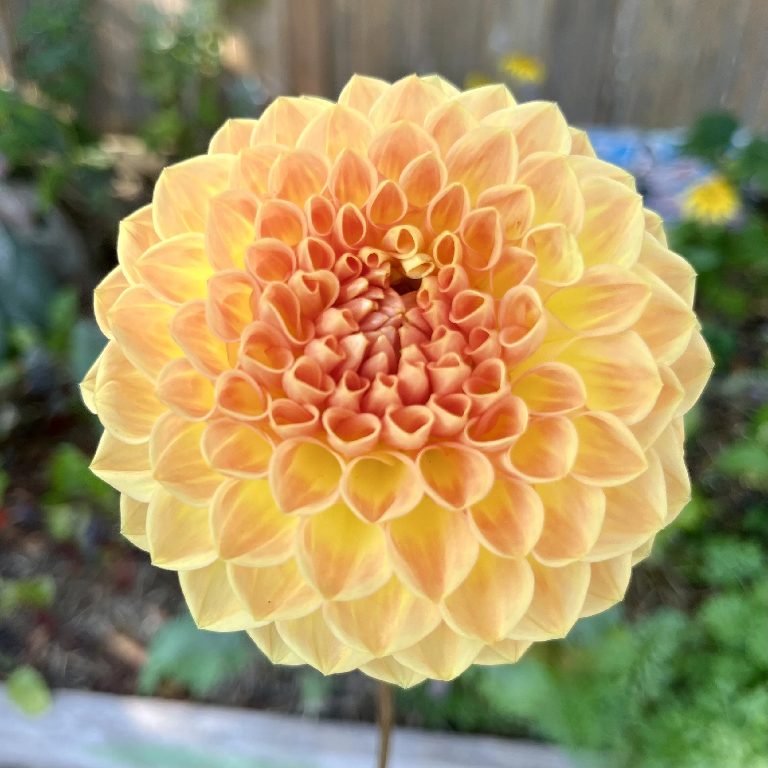Dahlia - Blyton Softer Gleam