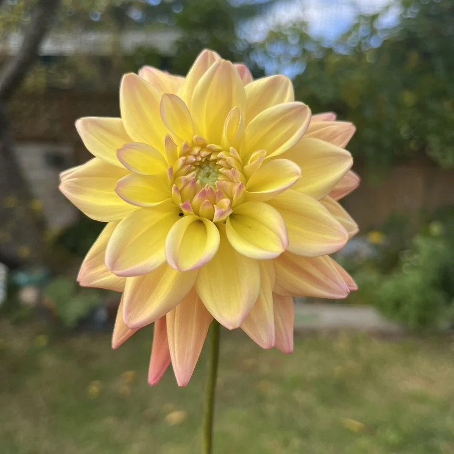 Dahlia - Great Silence