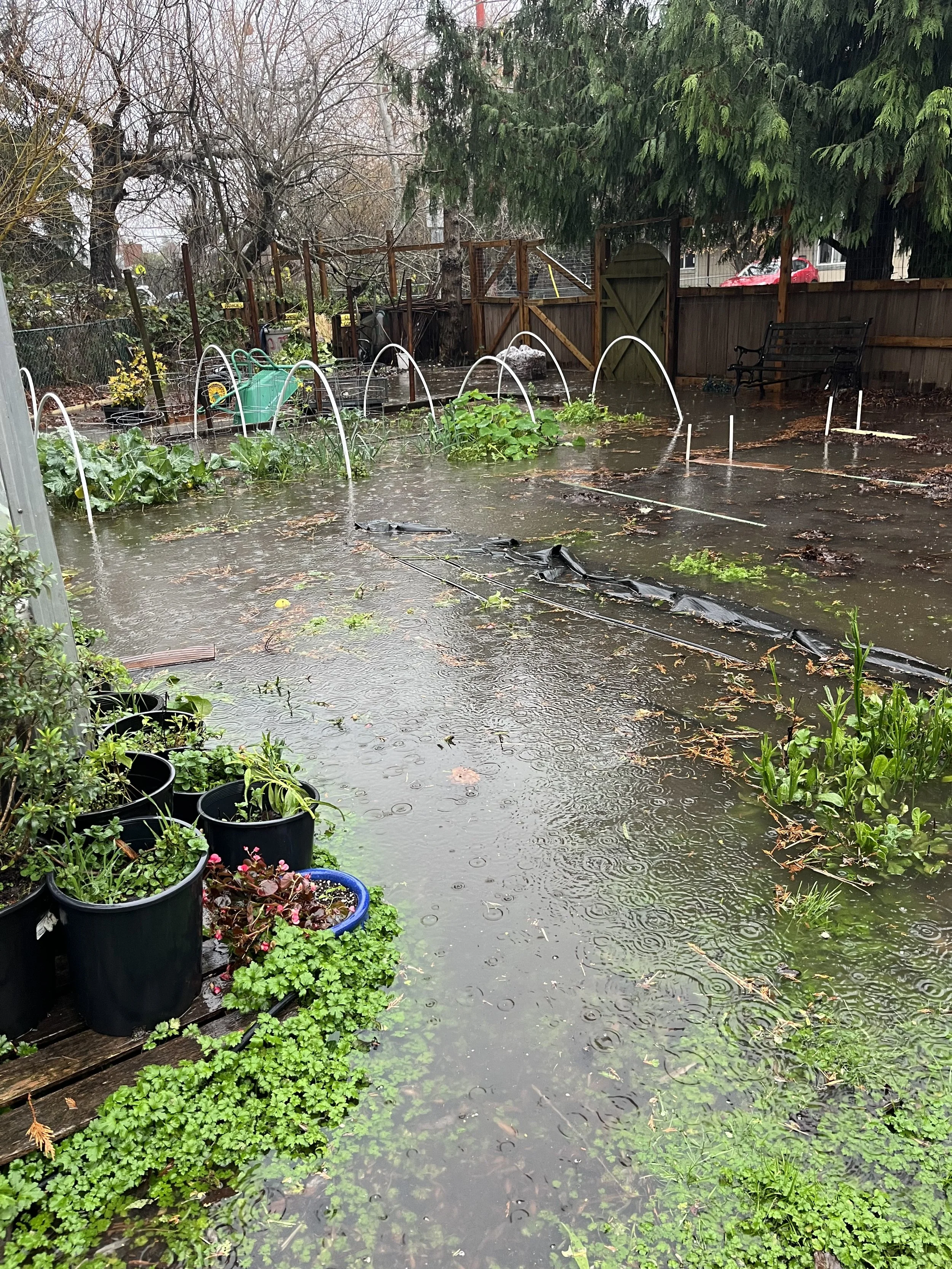 My flooded garden after Bowker Creek crested its banks in December 2025.