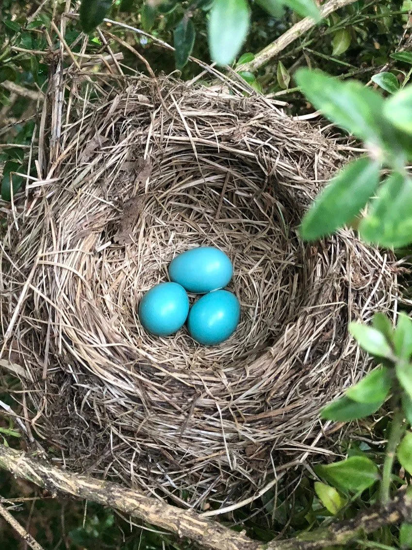 It was a nest &amp; rest Mother&rsquo;s Day weekend in the shop, on the sidelines and at home .. with a SURPRISE explore &amp; soar Mother&rsquo;s Day gift of flight to visit my daughter in Ireland (leaving tonight).

Last week, I found this sweet ro