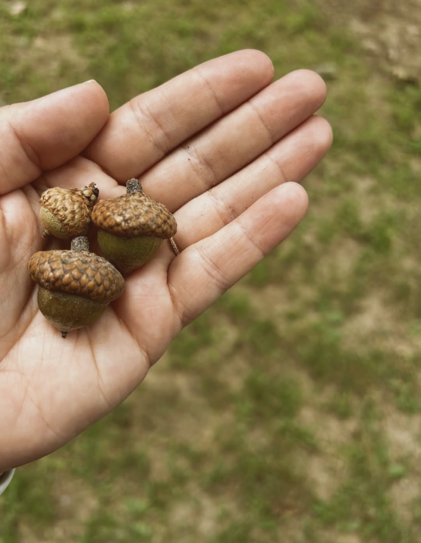 Acorn Week