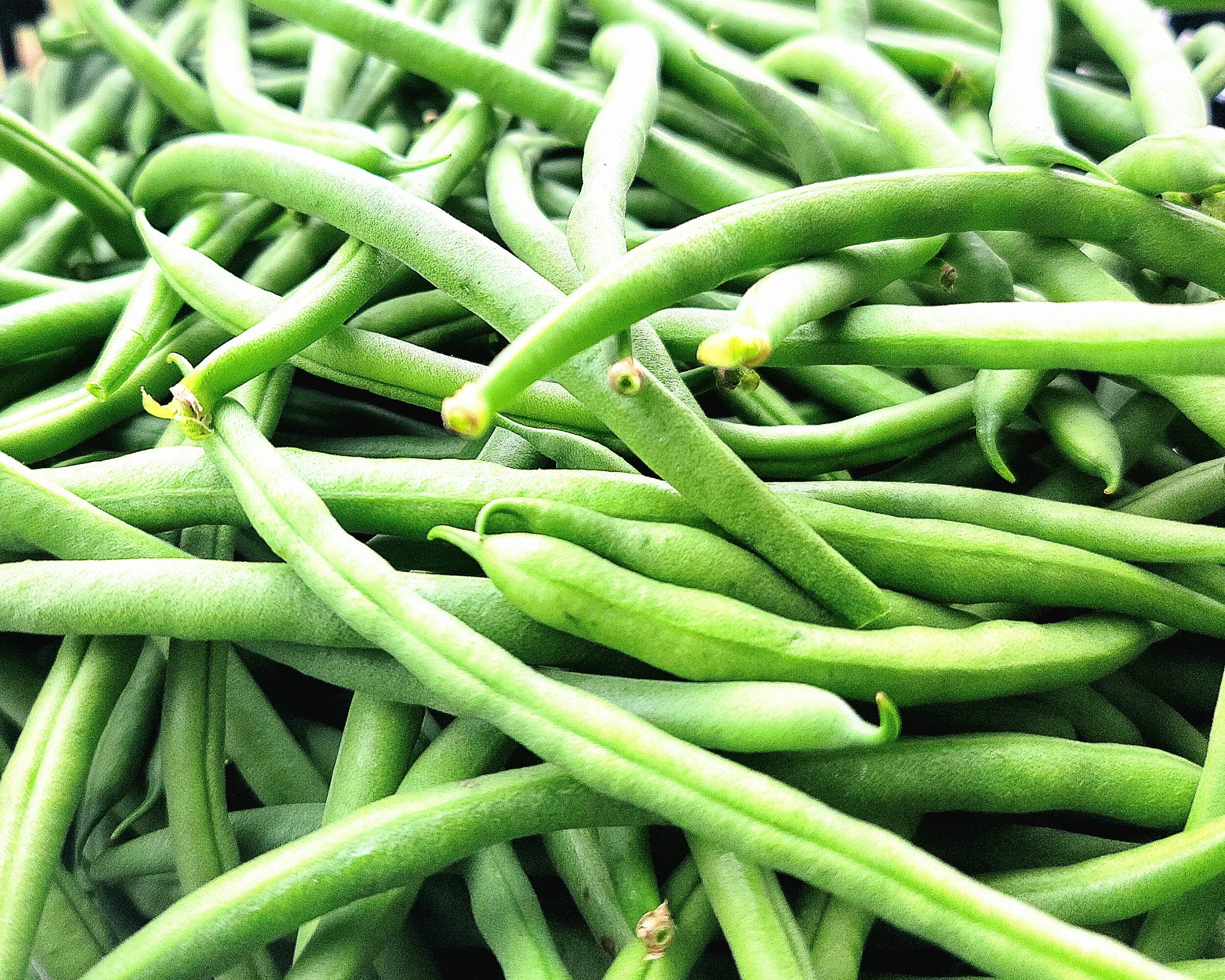 Jade Organic Green Beans