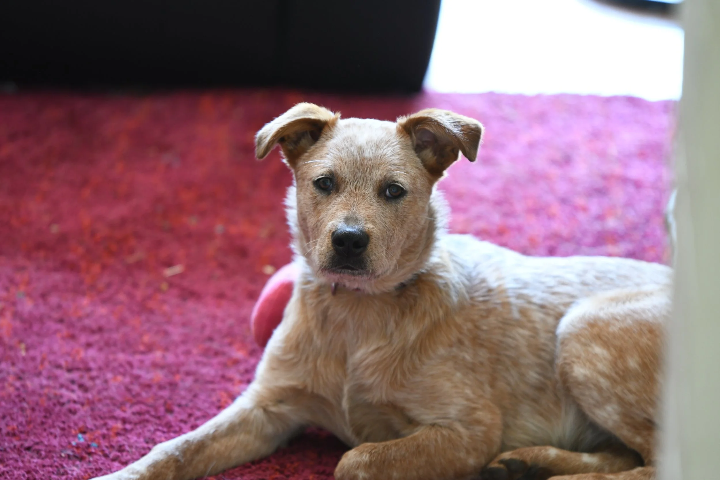 Setting Molly Up for Success with the House Sitters