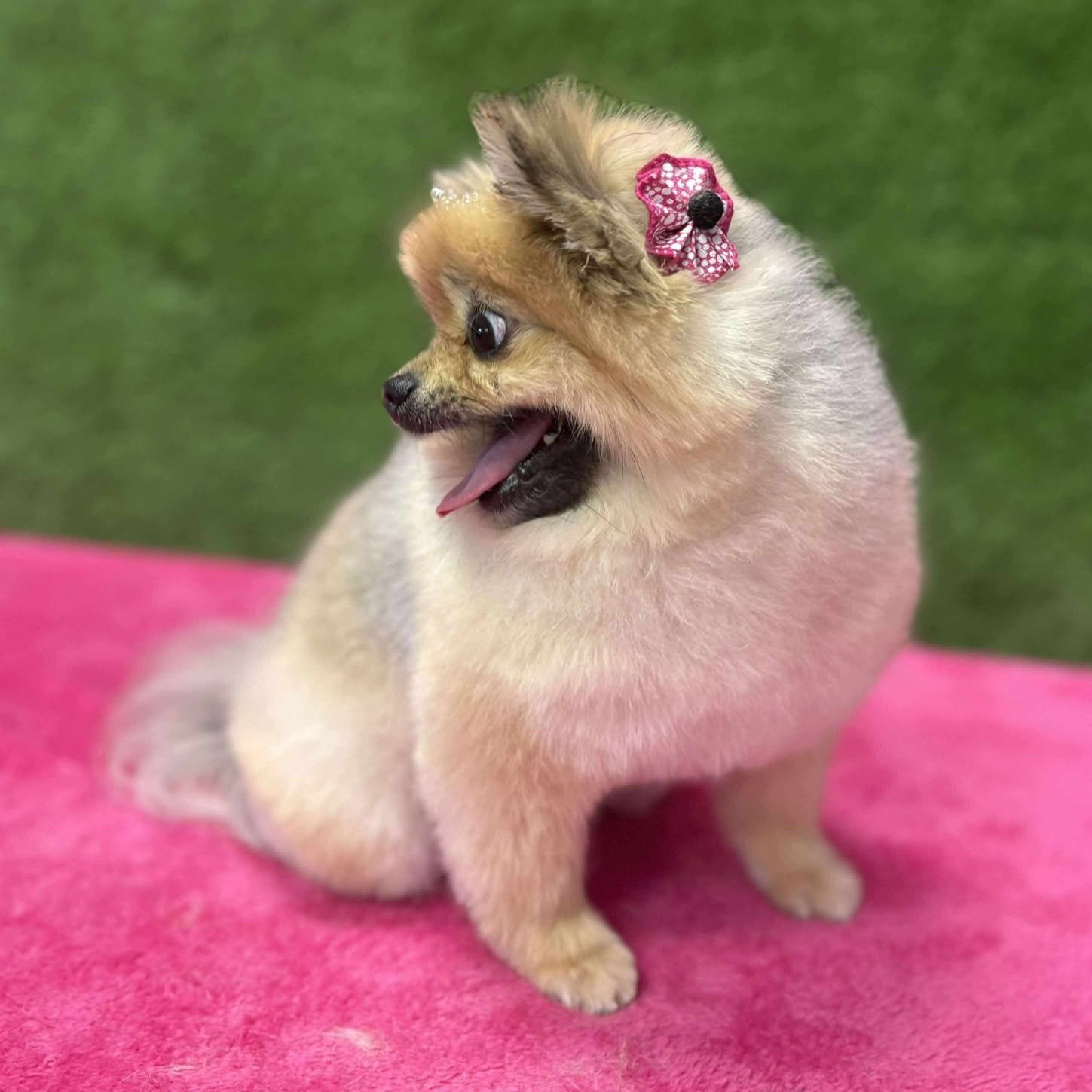 POM+POM+-+KIRSTIN+AFTER.jpg