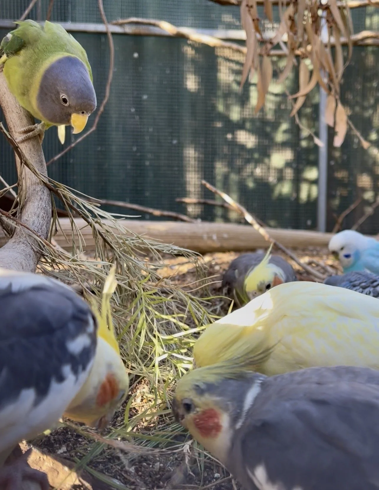 Weiros (cockatiels) and budgies on the ground foraging in some grass. A female plumhead parrot with purple head and green body, grips a branch just above, making her way down to the grass.