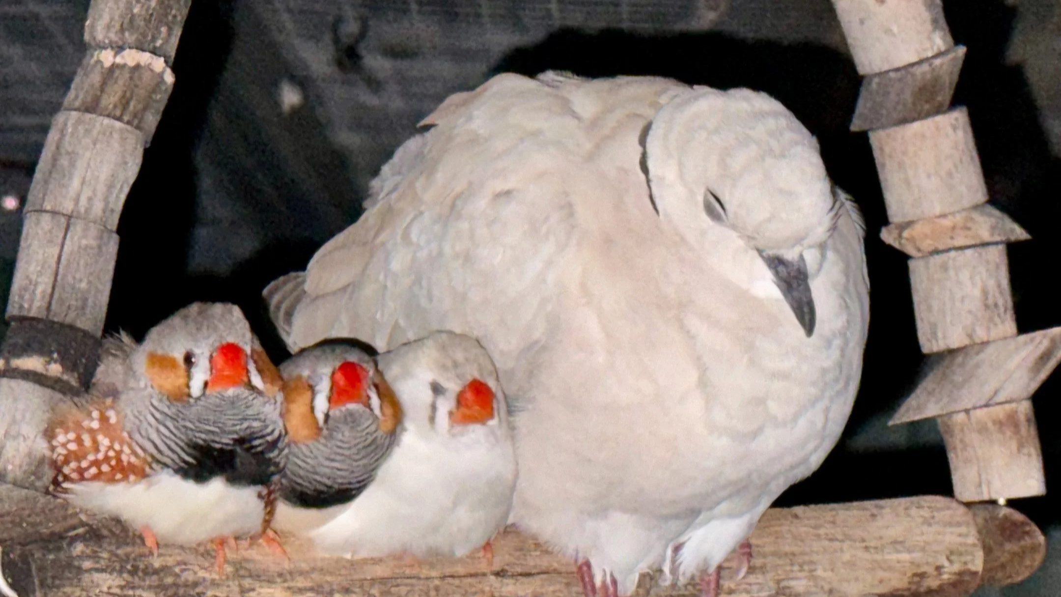 A barbary dove sits snoozing on a swing with three zebra finches cuddled up beside them.