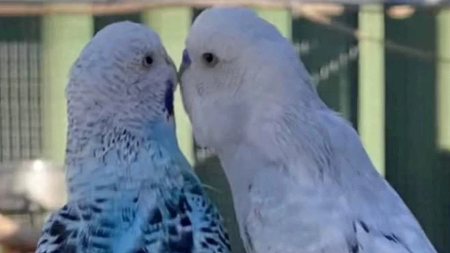 Two budgies facing each other, beak to beak, one lining slightly further into the other