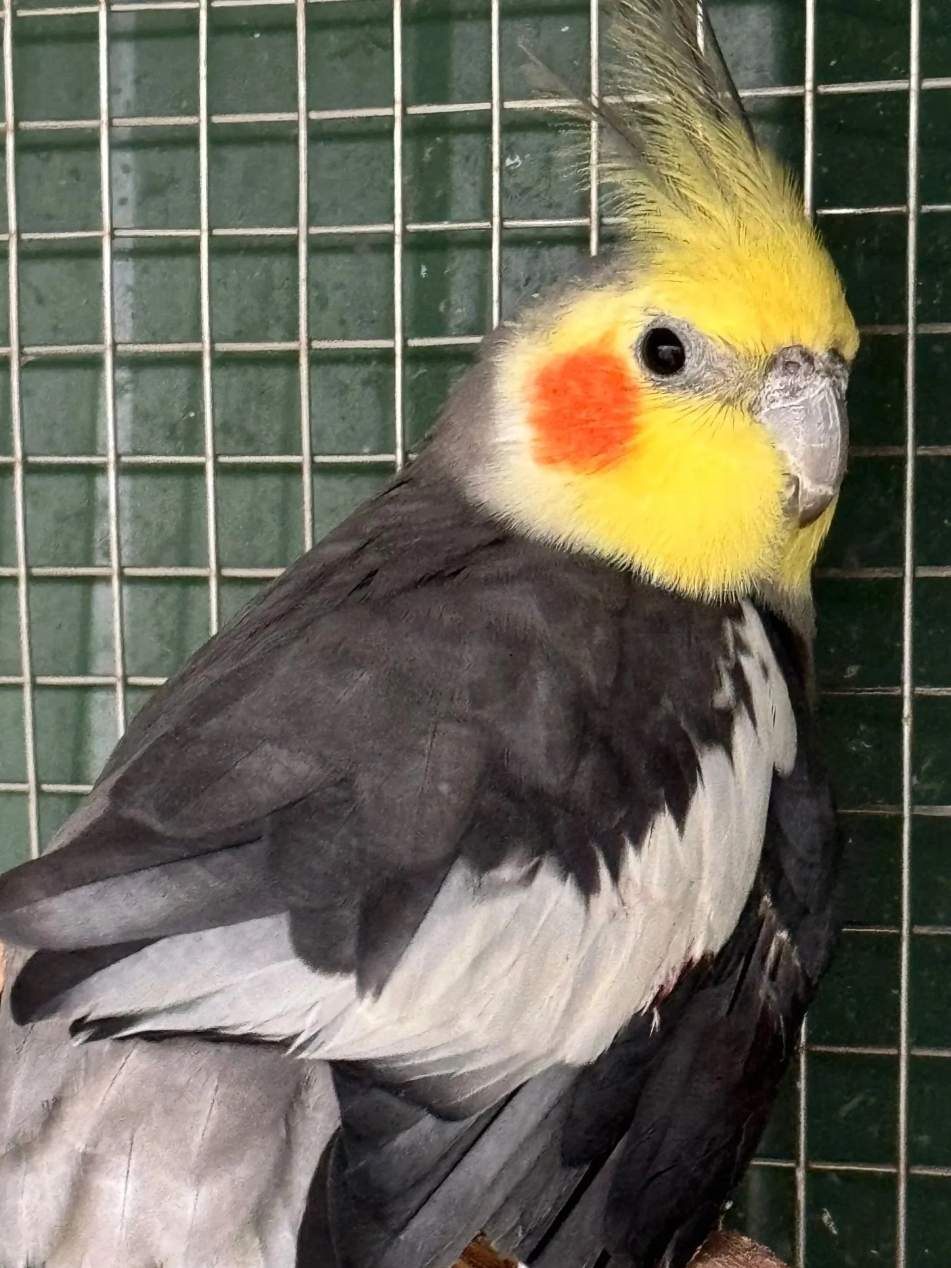 A dark grey weiro with white on his wings, and a bright yellow face with orange cheek spots, sits on a branch in an aviary facing away from the camera, his head turned partly towards it.