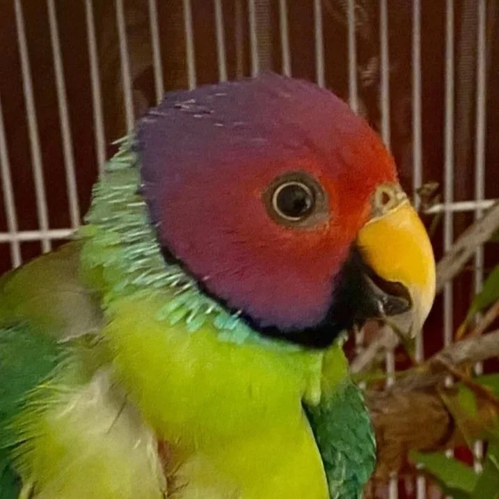 male plumhead parrot with some patchy chest feathers, facing camera with head side-on, in a cage with some foliage
