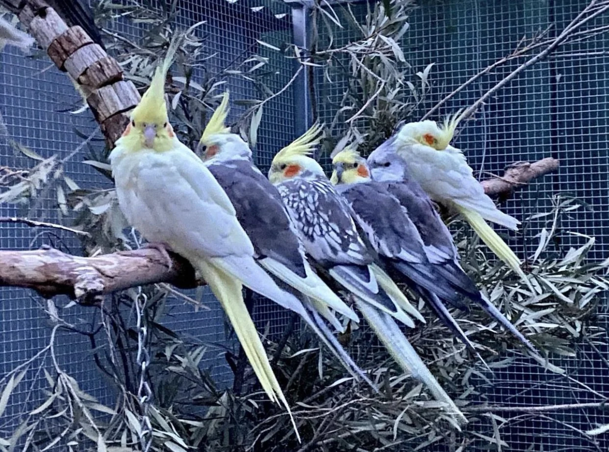 A row of weiros perching closely together on a branch