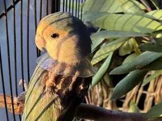 A lovebird sitting on the floor of a cage, wearing a cone, with some feathers missing around shoulders and back