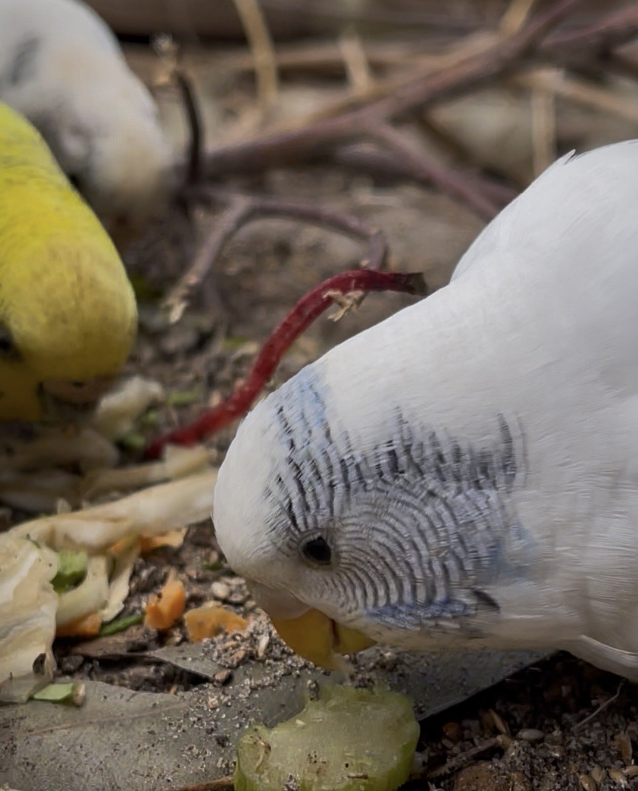 A white budgie in the foreground, with dark stripes on their cheeks, nibbling at some vegies on aviary ground. A couple of other budgies are nearby in the background.