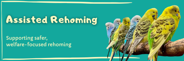 Banner image showing a group of budgerigars perched together on a branch against a teal background.