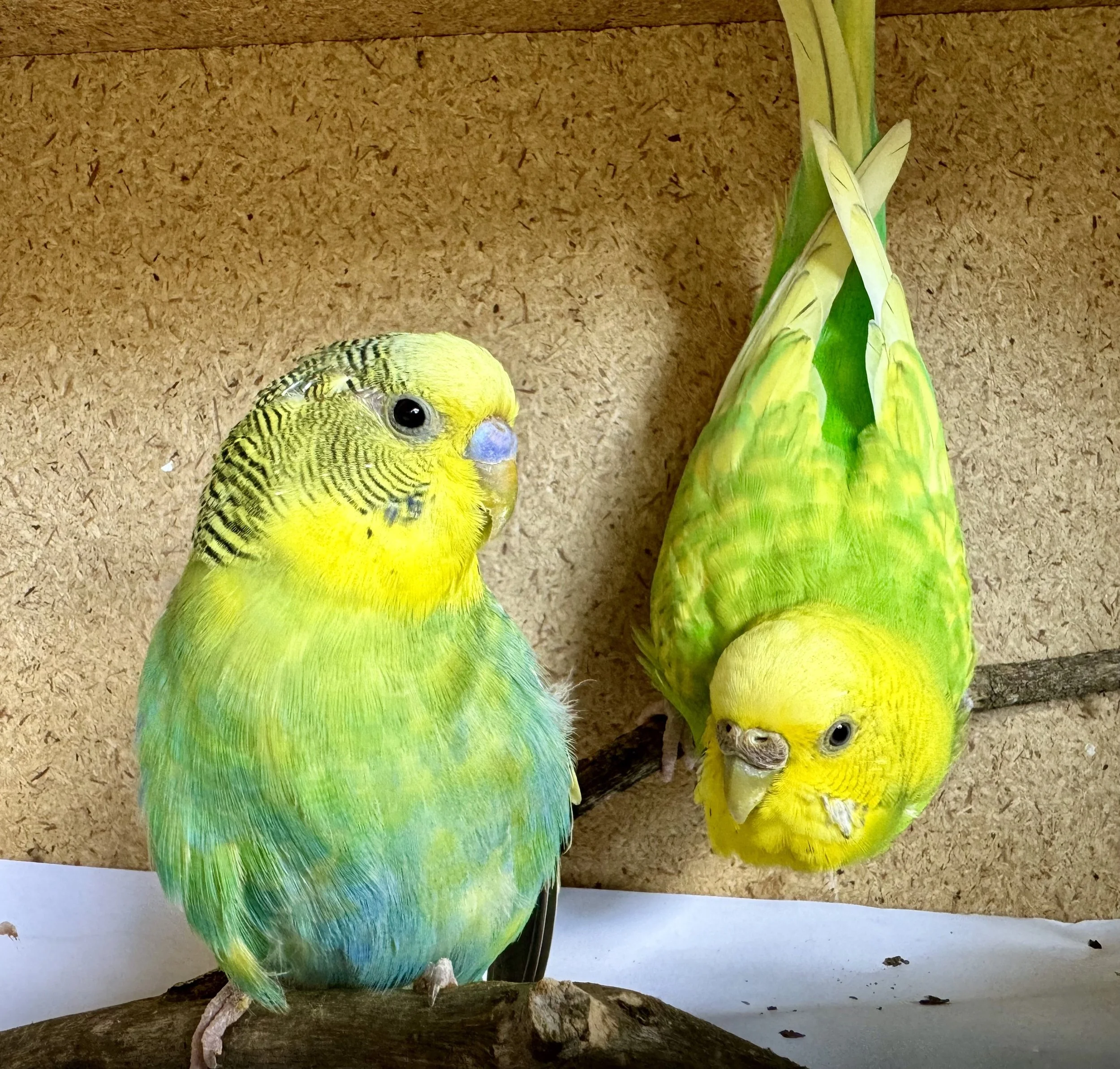 Two green budgies in a wooden transport box. The male, on the left, sits on a branch, facing the camera with his head side-on. The female next to him appears leaning over upside-down, looking up towards the camera.
