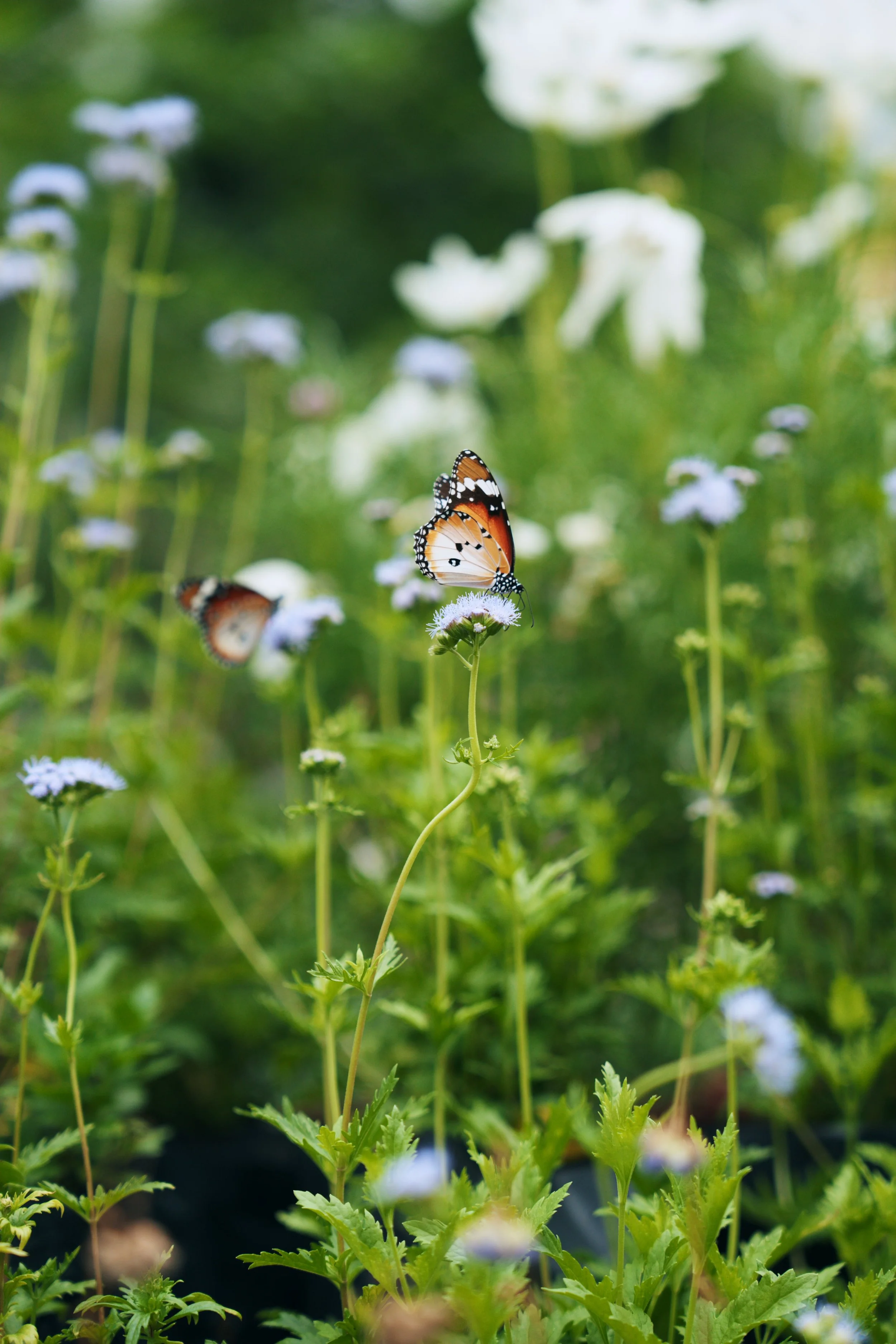 swing butterfly - 01.jpg