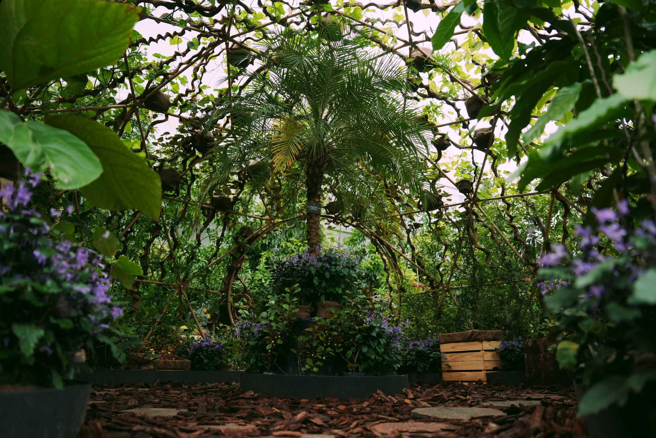 orchard wide - 01.jpg