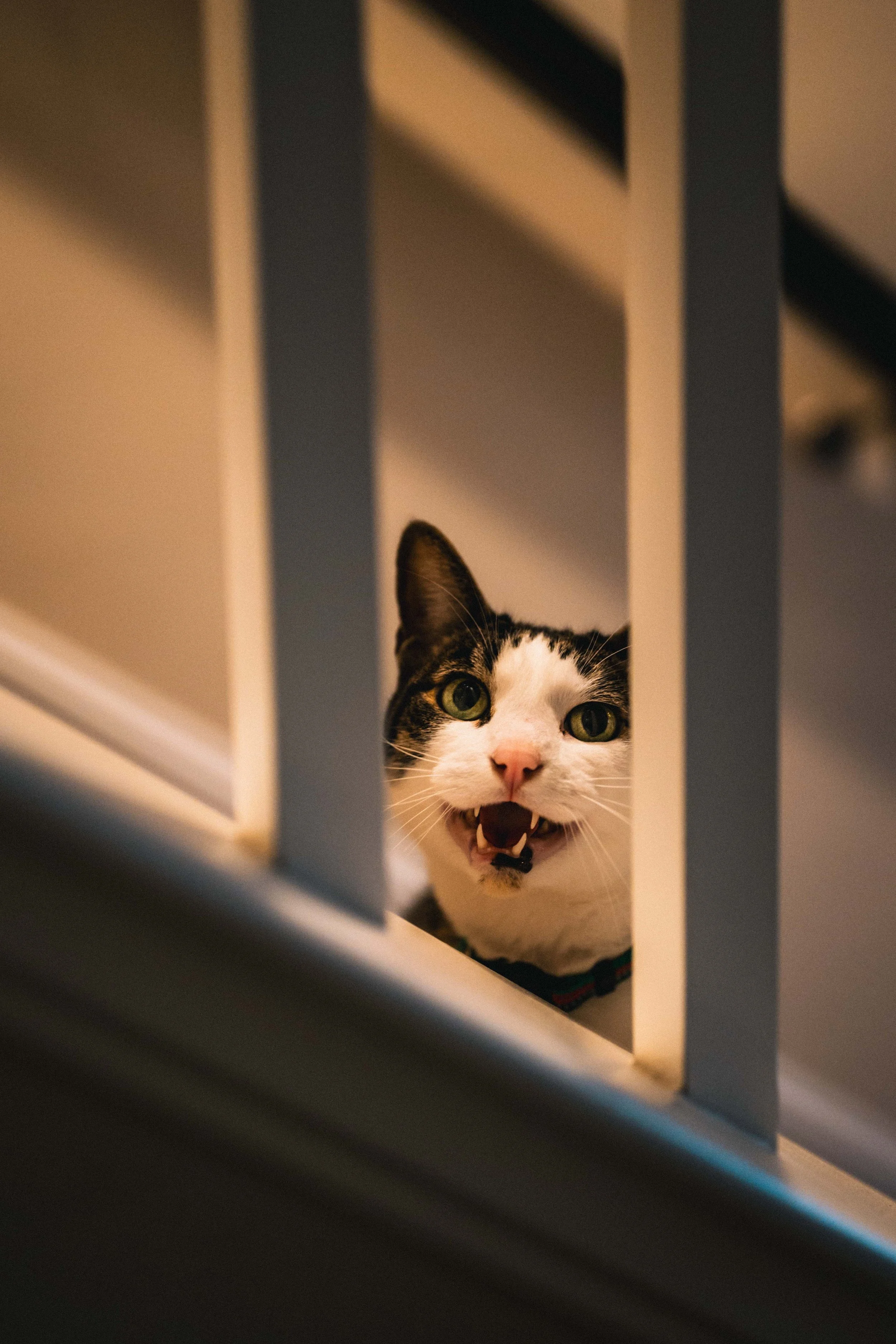 IHS-Sanderson Christmas Hang 2025-NZF-8386.jpg