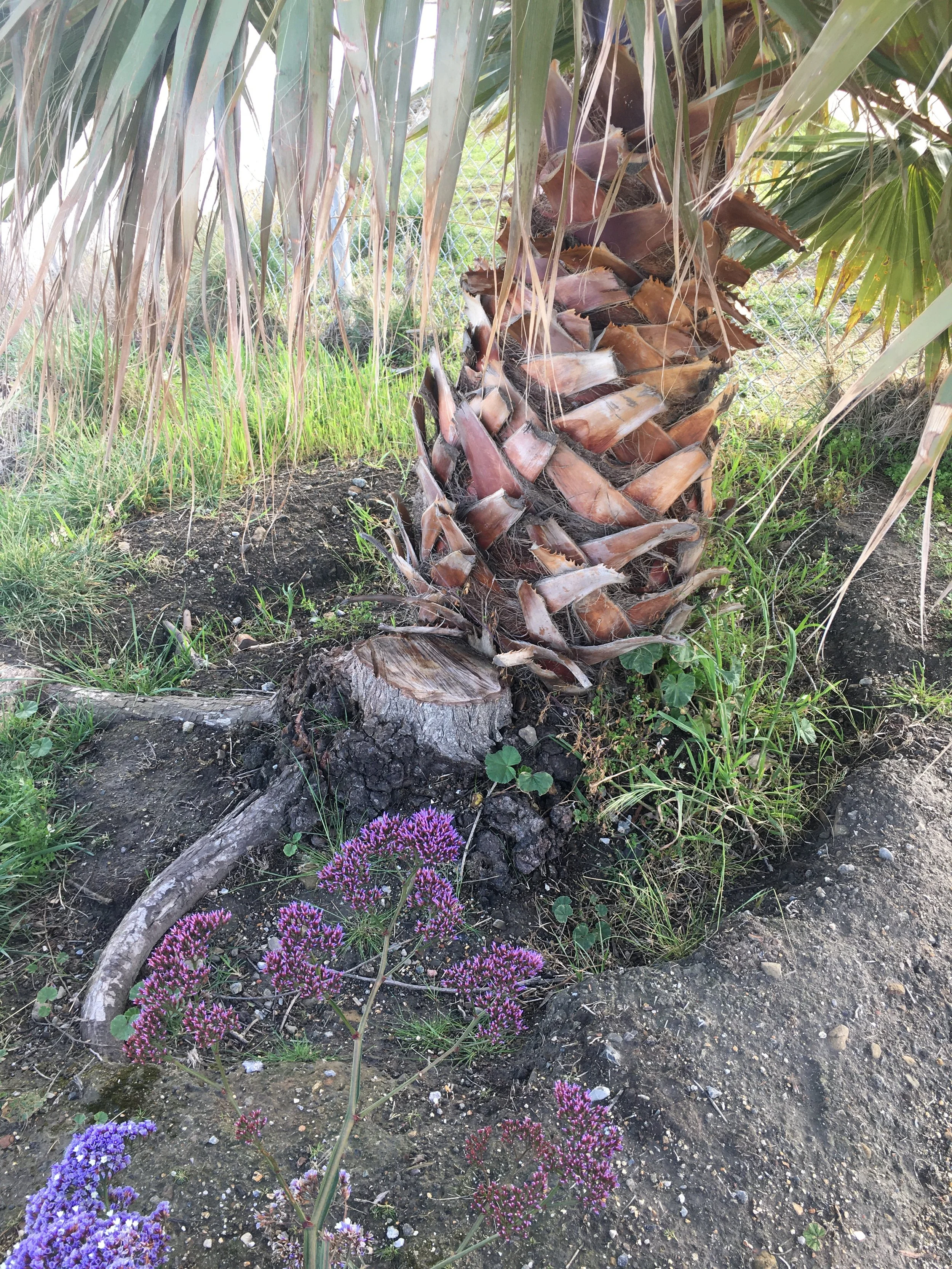 Palm Beats Tree
-Jim