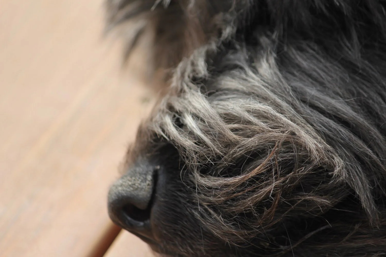 Nose Everything
-Jim