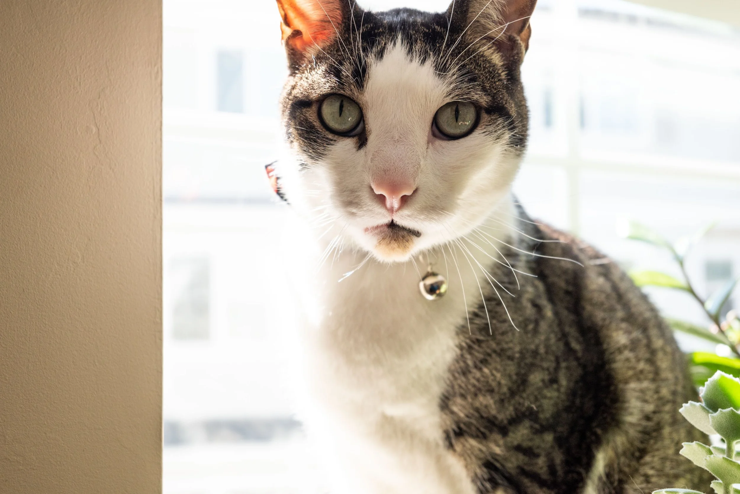 Luminosity Curiousity
-Ian