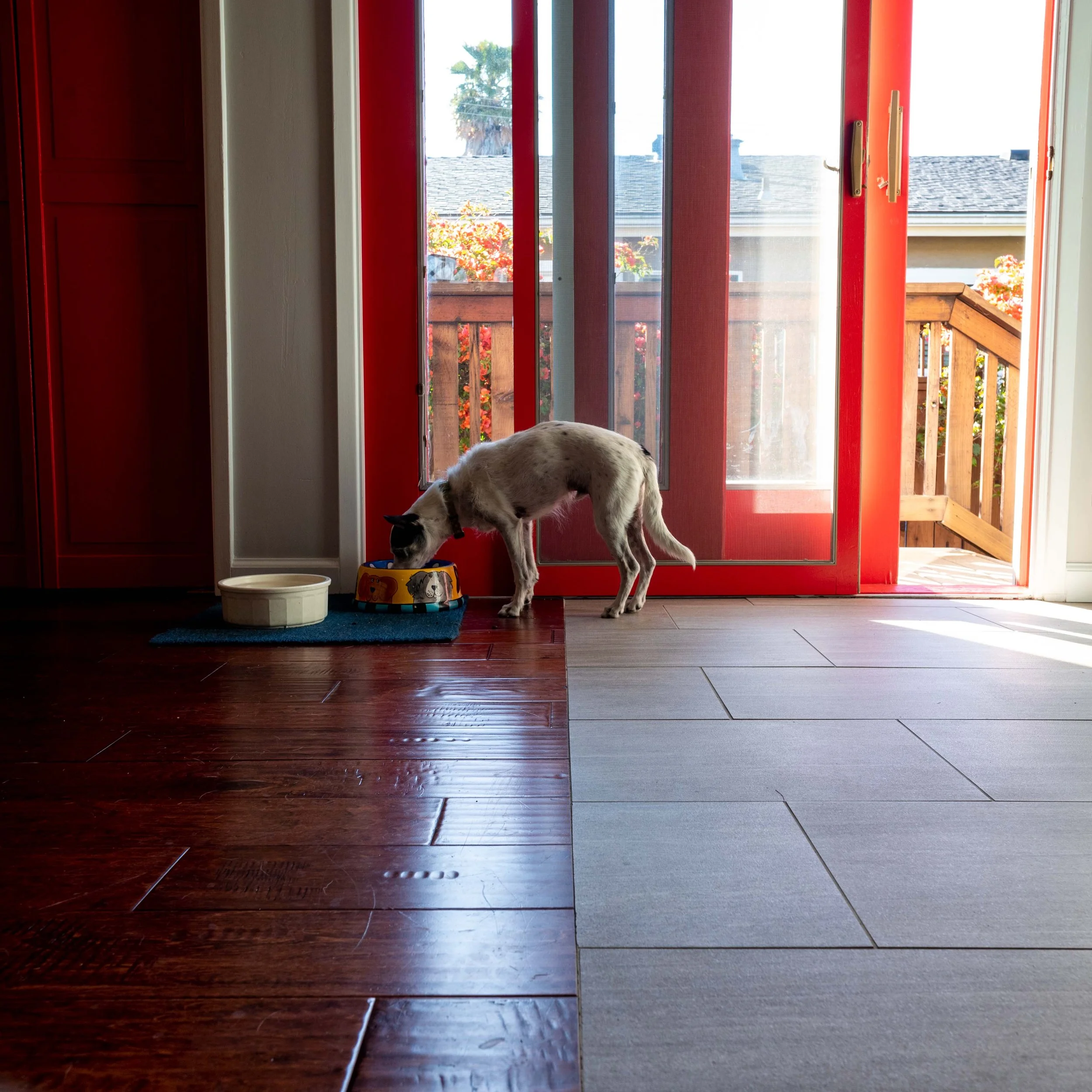 Wes Anderson Dog
-Ian